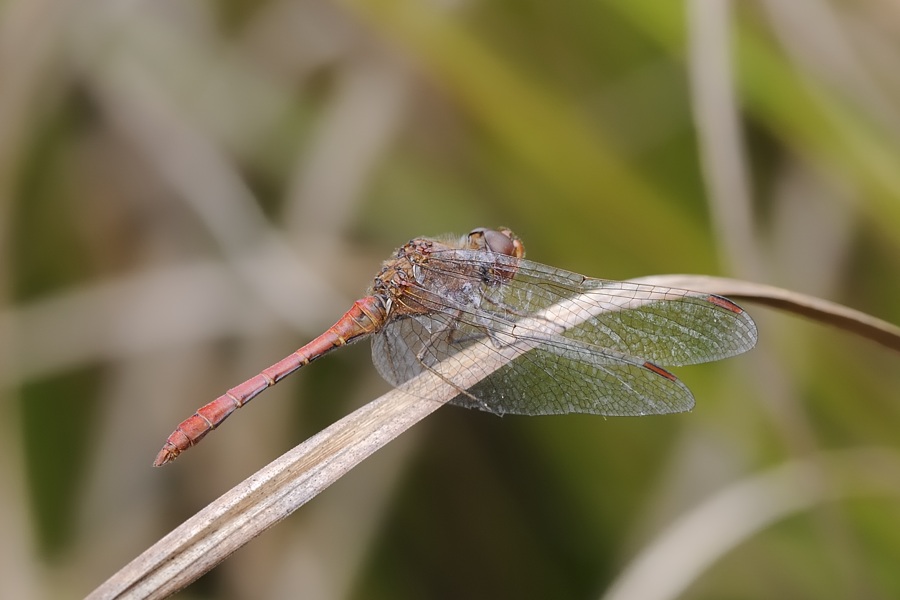 Accoppiamento da ID: Sympetrum vulgatum !